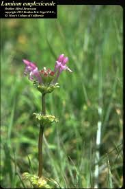 Attēlu rezultāti vaicājumam “Lamium amplexicaule flower”