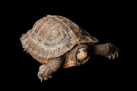 Attēlu rezultāti vaicājumam “Tortula lingulata macro”