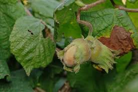 Attēlu rezultāti vaicājumam “Corylus avellana fruit”