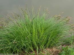 Attēlu rezultāti vaicājumam “Carex elata flower”