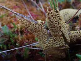 Attēlu rezultāti vaicājumam “Badhamia lilacina plasmodium”