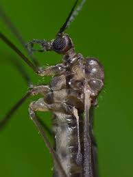 Attēlu rezultāti vaicājumam “Trichocera”