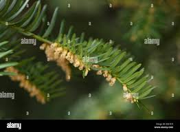 Attēlu rezultāti vaicājumam “Taxus baccata leaf”