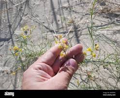 Attēlu rezultāti vaicājumam “Linaria loeselii”
