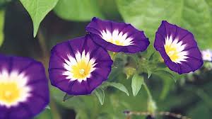 Image result for Convolvulus tricolor