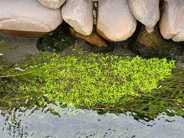 Attēlu rezultāti vaicājumam “Elatinaceae”