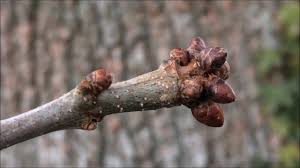 Attēlu rezultāti vaicājumam “Quercus robur bud”