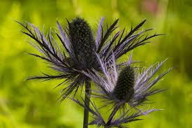 Image result for Alpendistel