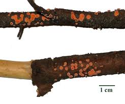 Attēlu rezultāti vaicājumam “Aleurodiscus amorphus”