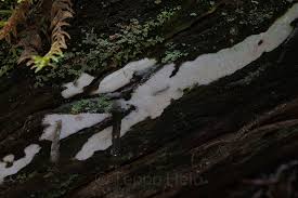 Attēlu rezultāti vaicājumam “Sidera lenis”