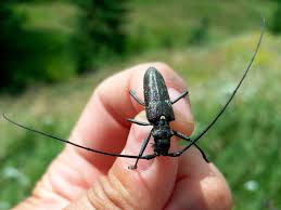 Attēlu rezultāti vaicājumam “Monochamus sutor”