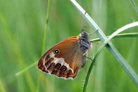 Attēlu rezultāti vaicājumam “Coenonympha arcania underside”