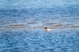 Attēlu rezultāti vaicājumam “Tadorna tadorna male”