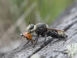 Attēlu rezultāti vaicājumam “Laphria gibbosa”