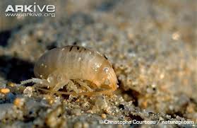 Attēlu rezultāti vaicājumam “Talitrus saltator”