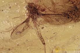 Attēlu rezultāti vaicājumam “Coniopterygidae”