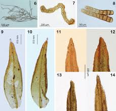 Attēlu rezultāti vaicājumam “Orthotrichum speciosum sporophyte”