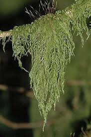 Attēlu rezultāti vaicājumam “Antitrichia curtipendula macro”