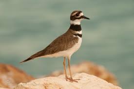 Image result for Charadrius vociferus