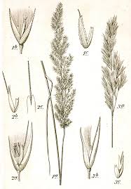 Attēlu rezultāti vaicājumam “Calamagrostis canescens fruit”