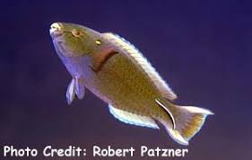 Image result for Scarus niger