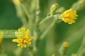Attēlu rezultāti vaicājumam “Lactuca sativa flower”