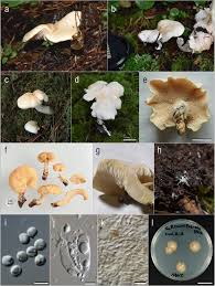 Attēlu rezultāti vaicājumam “Hydnum sp.”