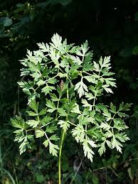 Attēlu rezultāti vaicājumam “Peucedanum oreoselinum”