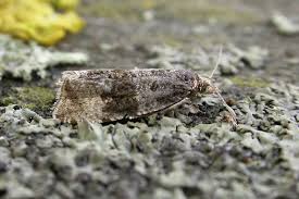 Attēlu rezultāti vaicājumam “Celypha siderana”