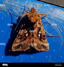 Attēlu rezultāti vaicājumam “Autographa pulchrina”