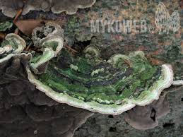 Attēlu rezultāti vaicājumam “Cerrena unicolor”