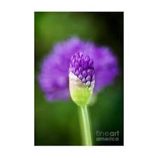 Attēlu rezultāti vaicājumam “Allium holandicum bud”