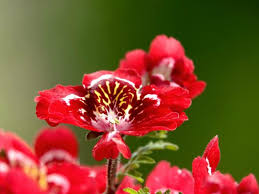 Image result for Schizanthus