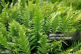 Attēlu rezultāti vaicājumam “Pteropsida”