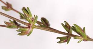 Attēlu rezultāti vaicājumam “Sagina nodosa leaf”