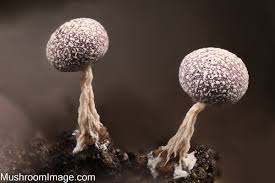 Attēlu rezultāti vaicājumam “Physarum, Nannengaella sp.”