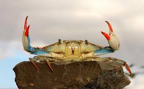 Image result for Callinectes sapidus