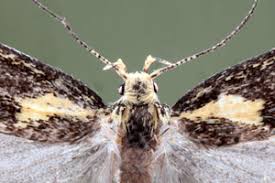 Attēlu rezultāti vaicājumam “Denisia similella”