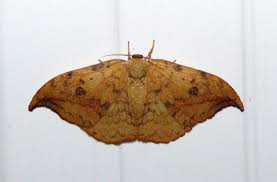 Attēlu rezultāti vaicājumam “Drepana falcataria”