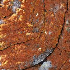 Attēlu rezultāti vaicājumam “Trentepohlia sp.”