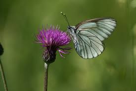 Attēlu rezultāti vaicājumam “Aporia crataegi upperside”