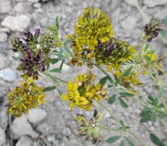 Attēlu rezultāti vaicājumam “Medicago x varia  leaf”