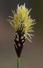 Attēlu rezultāti vaicājumam “Carex pilosa”