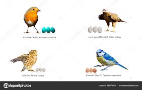 Attēlu rezultāti vaicājumam “Erithacus rubecula eggs”