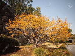 Attēlu rezultāti vaicājumam “Hamamelis mollis”