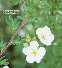 Attēlu rezultāti vaicājumam “Pentaphylloides fruticosa leaf”