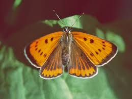 Attēlu rezultāti vaicājumam “Lycaena dispar”