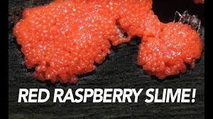 Attēlu rezultāti vaicājumam “Tubifera montana spores”