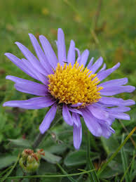 Image result for Aster alpinus