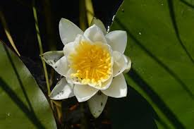 Attēlu rezultāti vaicājumam “Nymphaea alba”